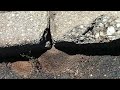 Pavement Ant Hills Pop Up Through Pavement in Pennington, NJ