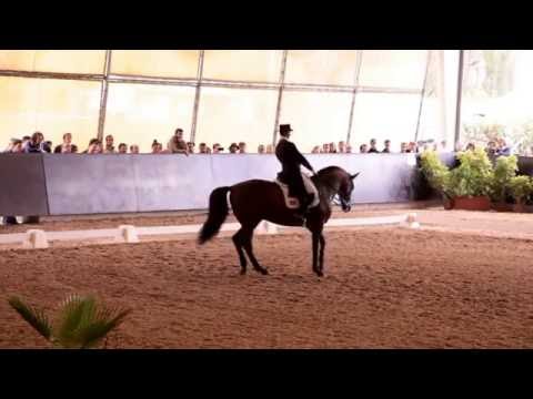 Dressage SHP Out 2016 - Daniel Pinto - MVI 2762