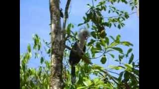 preview picture of video 'The Juvenile White-Crowned Hornbill'