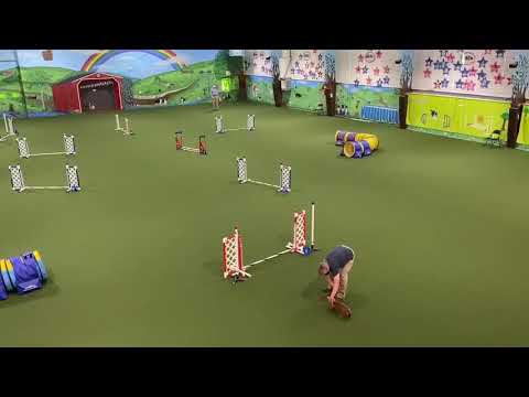 dachshund agility
