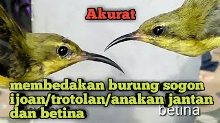 Download lagu Perbedaan Sogok Ontong Anakan Jantan Dan Betina mp3