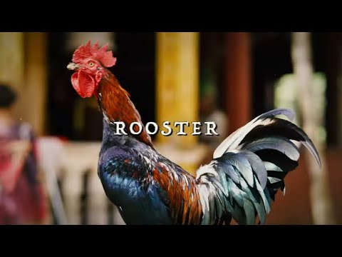 JJ Grey & Mofro - Rooster (Official Lyric Video)