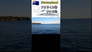 🇳🇿 [アオリイカ] 久しぶりの釣りで『嬉しい😆🌟✨』連発！ #shorts
