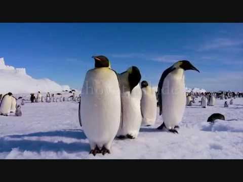 Tučňák císařský