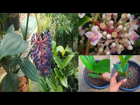 , title : 'Medinilla magnifica / Medinilla myriantha plant care in Malayalam (മെഡിനില്ല )'