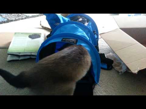 Sturdibag Divided Carrier for My Two Cats
