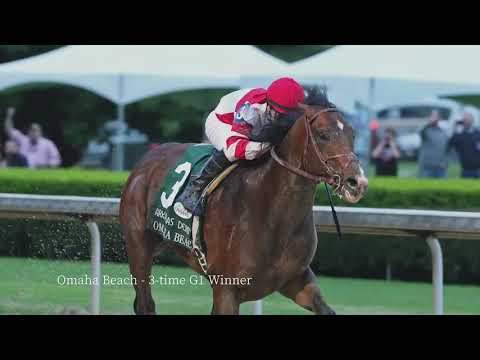 War Front   Stallion Register Online