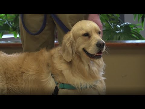 Zoonosen: Kann mein Haustier Corona kriegen?