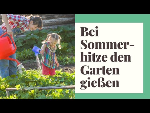 Bei Sommerhitze den Garten gießen: Wie wird es richtig gemacht?