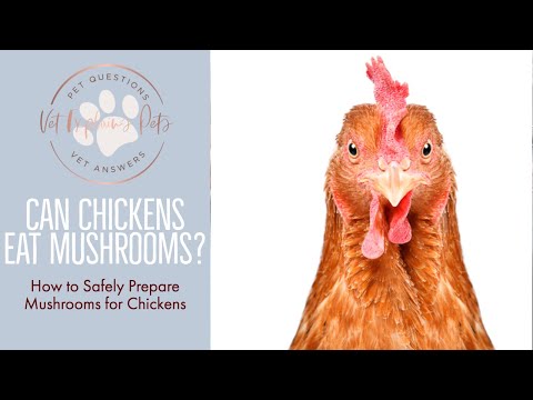Can Chickens Eat Mushrooms? Answer REVEALED!