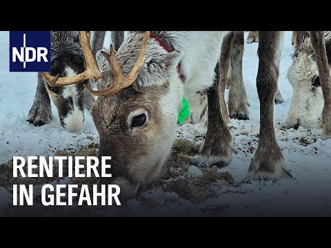 Video Thumbnail: Die Sami und die Windparks in Nordnorwegen | Ostseereport | NDR Doku