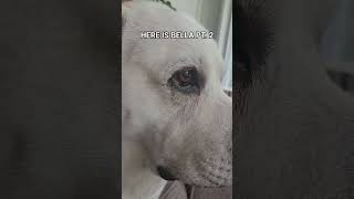 HERE IS BELLA PT. 2 | #DOGGIEFUN #DOGTRENDS #YELLOWLABRADOR #DOGANIMALS