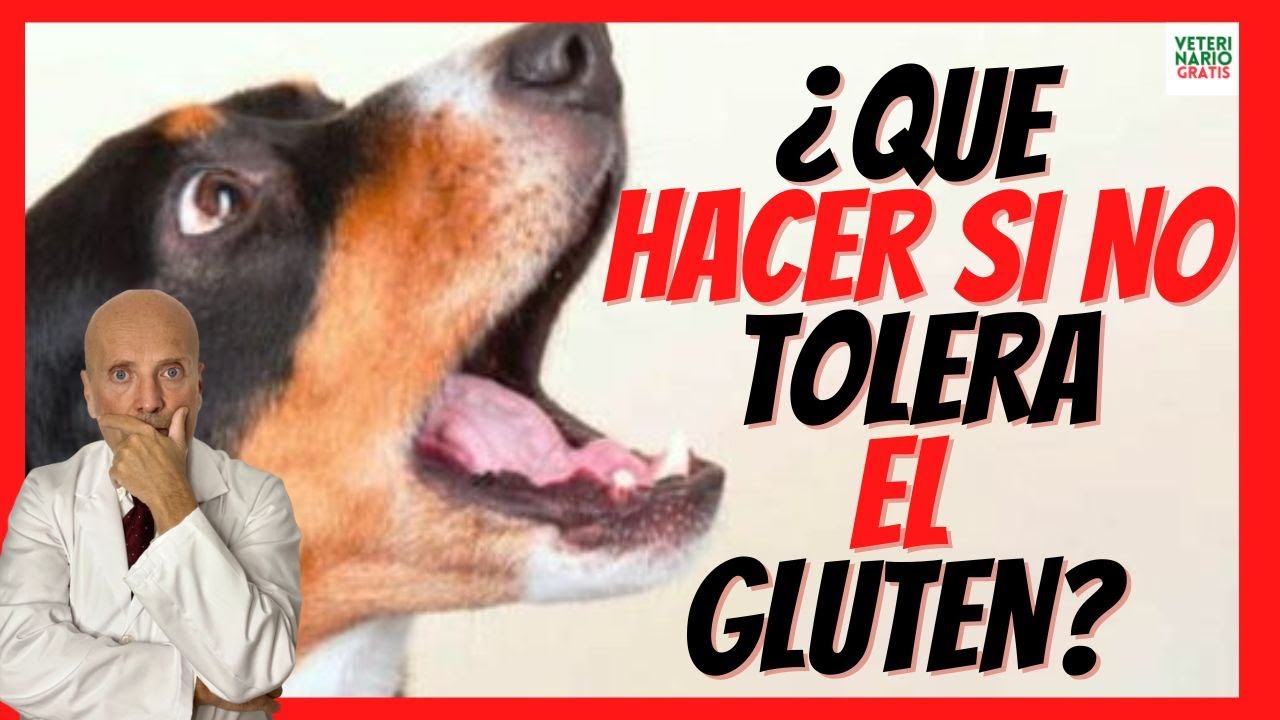 🆘 TRATAMIENTO DE LA INTOLERANCIA AL GLUTEN EN PERROS CELIACOS 🆘