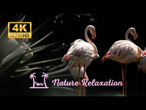 Stunning Pink Water Birds - Flamingo | Relaxation Music | Calming Music made by Relaxing Sleep Music