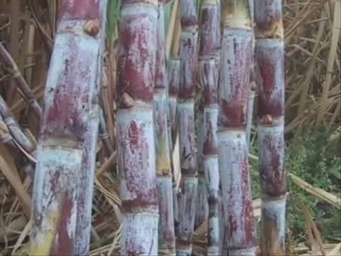 Negros cane farming 3