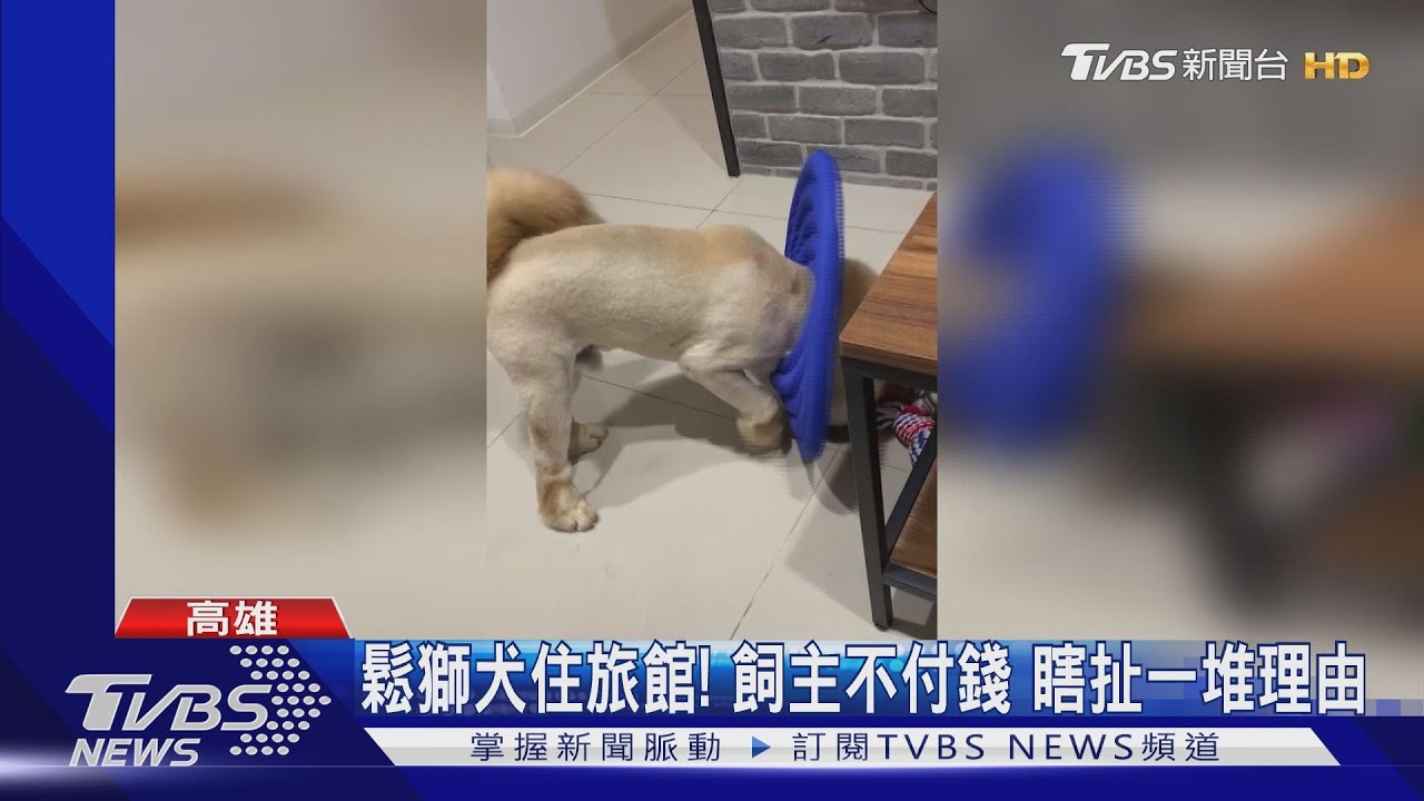 鬆獅犬住旅館！飼主不付錢　瞎扯一堆理由