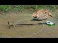 Beautiful Creative Quail Trap Using Rope Bamboo Wood
