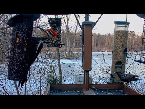 Pileated Woodpecker Joins The Breakfast Club At Cornell Feeders – Jan. 12, 2026