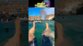 Ranking Best Sea Lion Moments