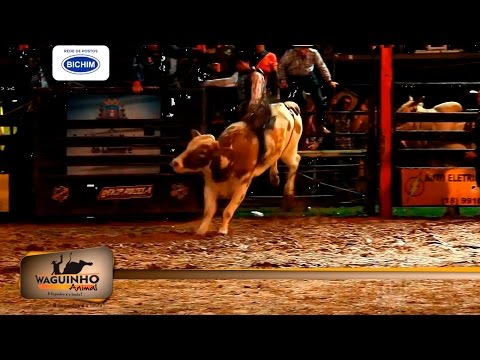 Waguinho Animal - Montarias Touro rodeio de Lavinia 07/11/2015