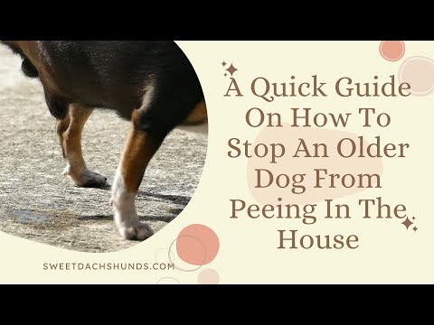 A Quick Guide On How To Stop An Older Dog From Peeing In The House
