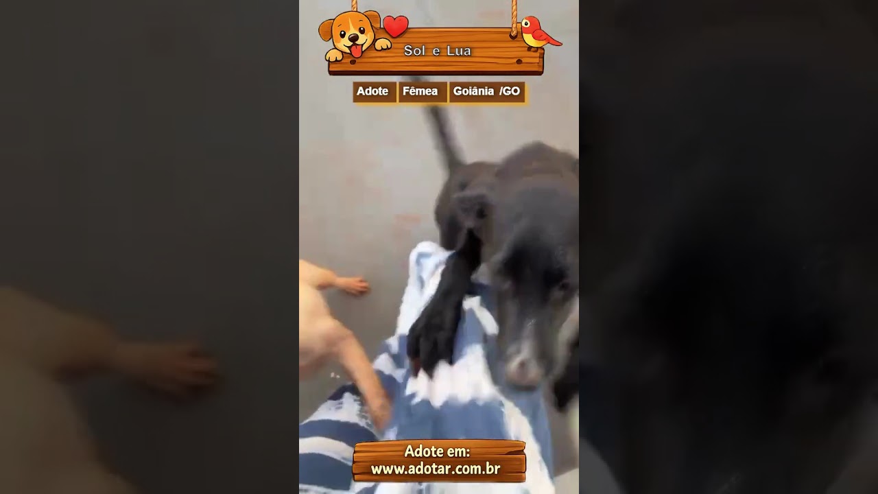 Cachorro raça SRD-ViraLata idade 2 anos nome Sol e Lua