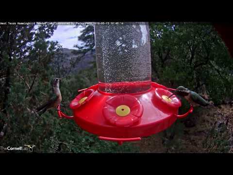 Male Lucifer Hummingbird Alights On Hummingbird Feeder – May 15, 2018