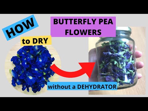 HOW TO DRY BUTTERFLY PEA FLOWERS WITHOUT USING A DEHYDRATOR | DRYING BUTTERFLY PEA FLOWER |