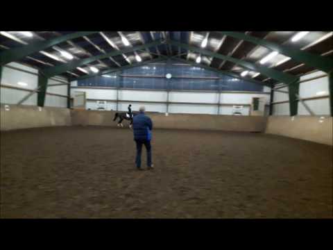 6jähriger Holsteiner Wallach von Connor