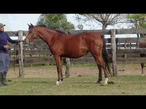 Lote BH GITANA DE MARWAN