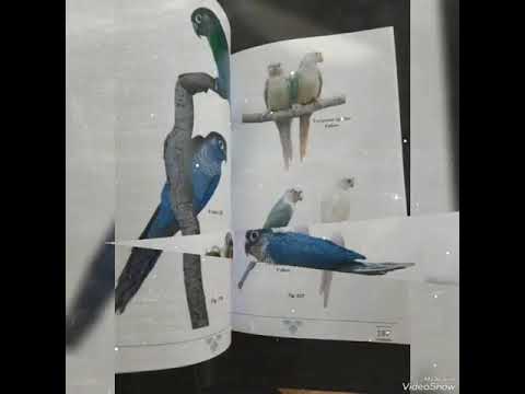 Série de livres oiseaux par Hafid Hanfaoui - Explorez le monde des oiseaux  avec la Série de Livres sur les Oiseaux