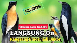 Download lagu TERBUKTI AMPUH, MERANGSANG EMOSI TLEDEKAN GUNUNG, SRDC DAN KACER mp3 Download lagu TERBUKTI AMPUH, MERANGSANG EMOSI TLEDEKAN GUNUNG, SRDC DAN KACER mp3