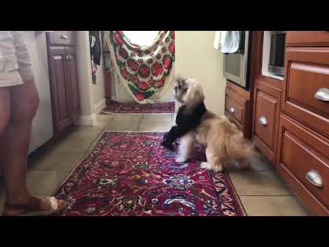 Suki the dog preforms Flamenco before a meal