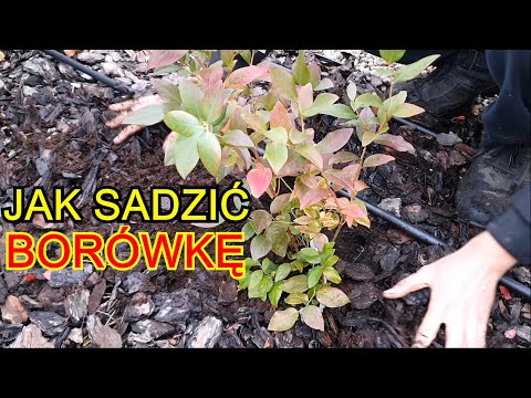 Jak i kiedy sadzić Borówkę amerykańską na działce | Uprawa Borówki amerykańskiej w Ogrodzie
