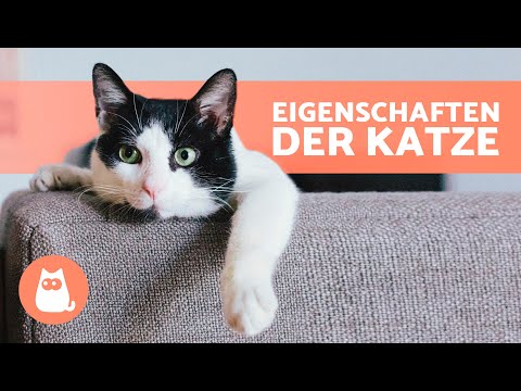 7 CHARACTERISTICS of CATS 🐱 (Origin, physical characteristics, personality and breeds)