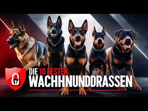 Top 10 Wachhunde: Die besten Hunderassen zum Schutz und Bewachen | Pfotengeheimnisse