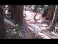 Shiba Inu - Little bush dog 