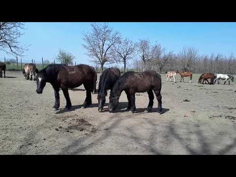 Manji de 1 an - 0744782178 Herghelia Fitero ( culoarea negru si sur)