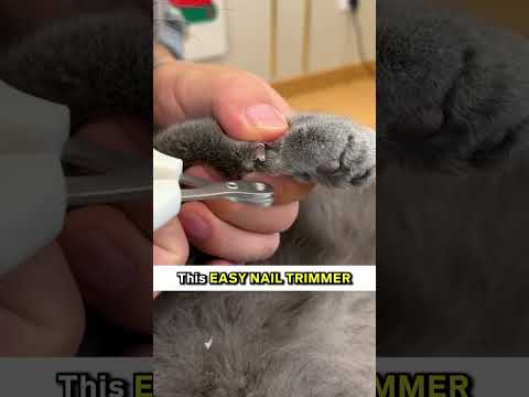 This Is The Easiest Way To Trim Your Cat’s Nails! 😸