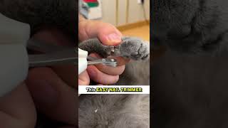This Is The Easiest Way To Trim Your Cat’s Nails! 😸