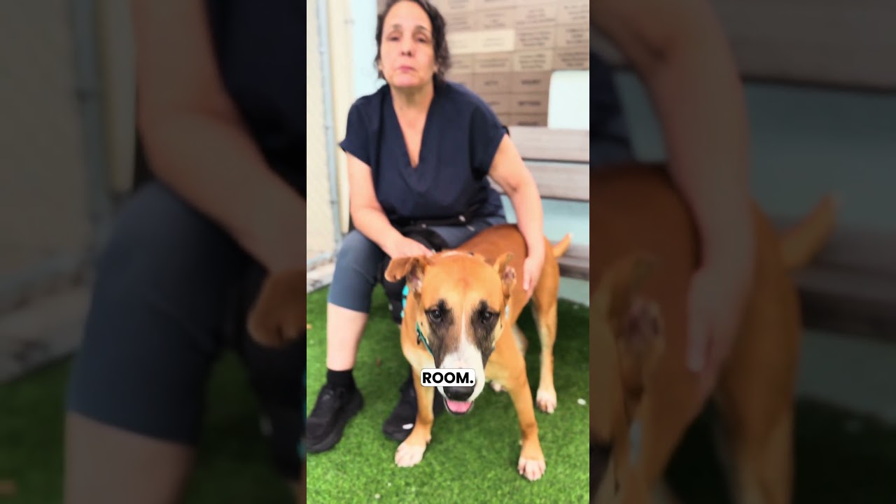 Enlarge Peele, a Adoptable mixed breed in Fort Lauderdale, FL video 6/6