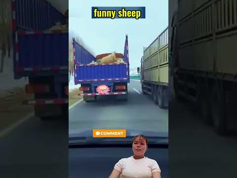 Sheep video  #shortvideo #sheep  #funny #foryou  #animals