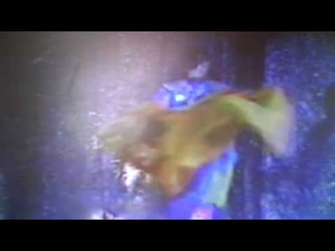 Robins Fashion Show~7 Veils