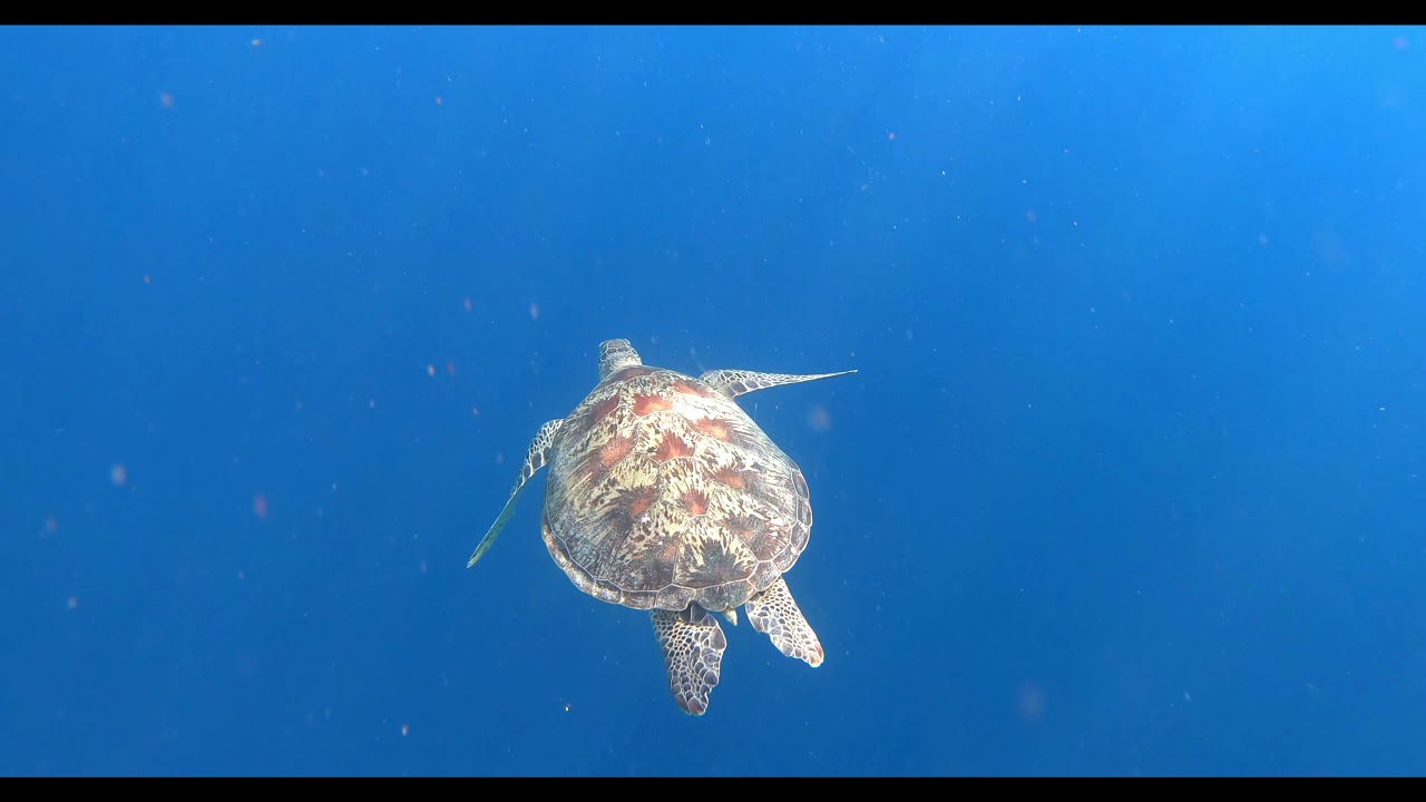 Dive inside The Nest's mystical underwater statues.