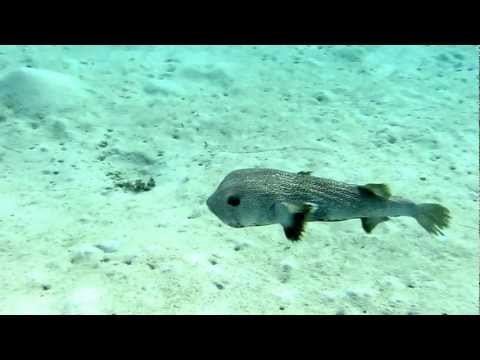 Wadi Lahami Fury Shoals 12-2011 092.MOV