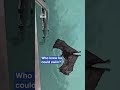 Bat Swims To Rescuer After Getting Trapped In Pool