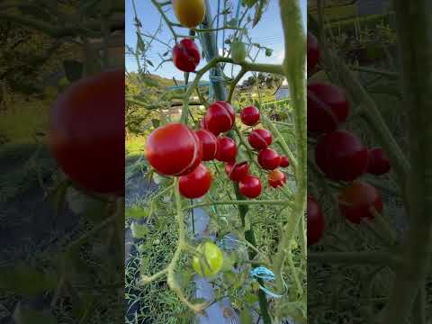 育たないトマトの対処法 トマトがうまく育つように水やりをする方法