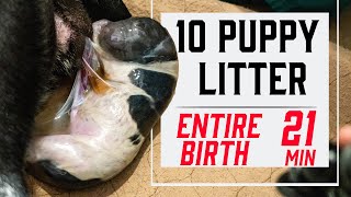 How To Whelp A Litter Of Puppies - Complete Guide