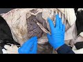 Calf Abdomen