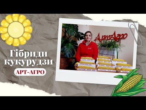 РУНІ ФАО 320 насіння кукурудзи
